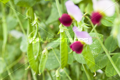 絹さやの花と実 商用利用可能な写真素材 イラスト素材ならストックフォトの定額制ペイレスイメージズ