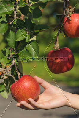 りんご狩りの写真 イラスト素材 Xf2015058757 ペイレスイメージズ