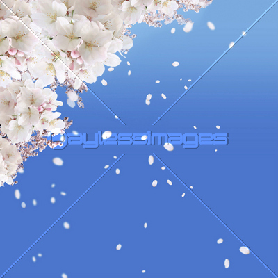 桜 ソメイヨシノ 桜の木 舞い散る 花びら 商用利用可能な写真素材 イラスト素材ならストックフォトの定額制ペイレスイメージズ