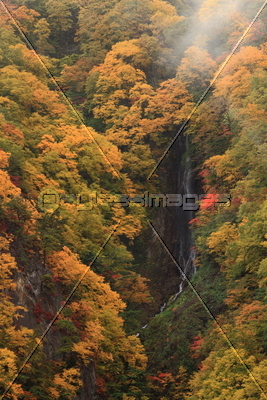 雨に煙る紅葉の松川渓谷 八滝 ストックフォトの定額制ペイレスイメージズ