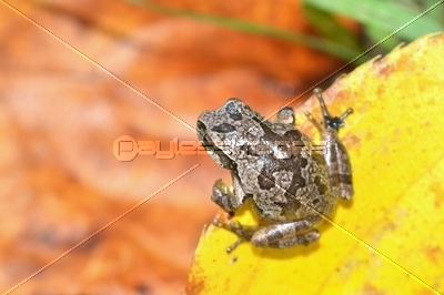 落ち葉色に擬態した雨蛙 商用利用可能な写真素材 イラスト素材ならストックフォトの定額制ペイレスイメージズ