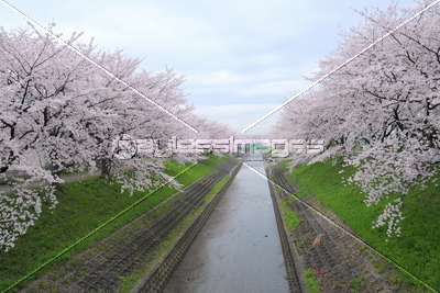 佐保川の桜並木 商用利用可能な写真素材 イラスト素材ならストックフォトの定額制ペイレスイメージズ