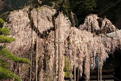 身延山久遠寺のしだれ桜の写真 イラスト素材 Xf4395126494