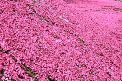 芝桜の写真 イラスト素材 Xf ペイレスイメージズ