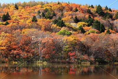 秋の戸隠高原 紅葉の小鳥ヶ池 ストックフォトの定額制ペイレスイメージズ