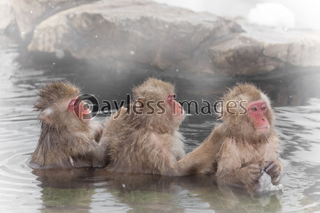 温泉で洗いっこ おさるさん The Japanese Monkey Which Enters The Hot Hot Spring 商用利用可能な写真素材 イラスト素材ならストックフォトの定額制ペイレスイメージズ