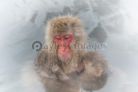 温泉につかるお猿のおやこ And Child Of The Japanese Monkey Enjoying A Hot Spring ストックフォトの定額制ペイレスイメージズ