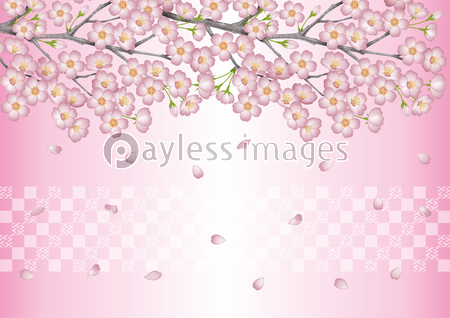 桜ふぶきの写真 イラスト素材 写真素材 ストックフォトの定額制ペイレスイメージズ