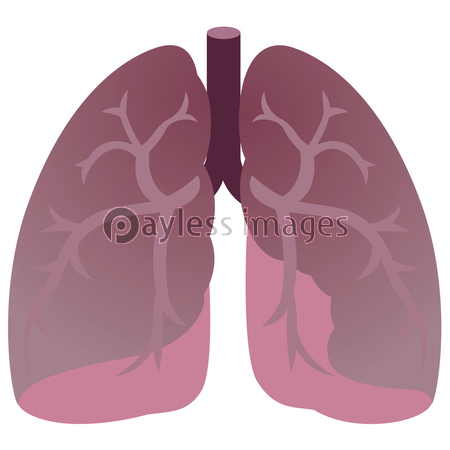 不健康な肺 イラスト 商用利用可能な写真素材 イラスト素材ならストックフォトの定額制ペイレスイメージズ