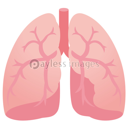 健康な肺 イラスト 商用利用可能な写真素材 イラスト素材ならストックフォトの定額制ペイレスイメージズ