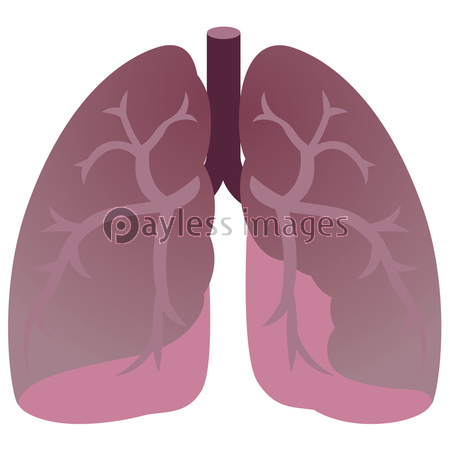健康な肺 イラスト 商用利用可能な写真素材 イラスト素材ならストックフォトの定額制ペイレスイメージズ