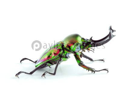 甲虫の写真 イラスト素材 写真素材 ストックフォトの定額制ペイレスイメージズ