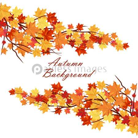 ツリーを白背景の枝にメープルの葉と秋のフレーム テキストスペースと理想的なバランスのとれた色でエレガントなデザイン ベクトルイラスト 商用利用可能な写真素材 イラスト素材ならストックフォトの定額制ペイレスイメージズ