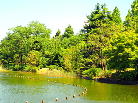 初夏の林と池の風景 商用利用可能な写真素材 イラスト素材ならストックフォトの定額制ペイレスイメージズ