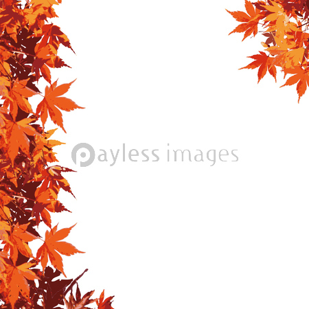 秋 背景 イラスト 白バック 商用利用可能な写真素材 イラスト素材ならストックフォトの定額制ペイレスイメージズ