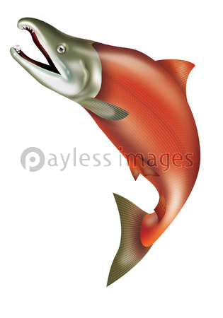 鮭のイラスト 商用利用可能な写真素材 イラスト素材ならストックフォトの定額制ペイレスイメージズ