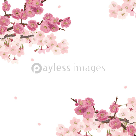 春 桜 桃 イラスト 商用利用可能な写真素材 イラスト素材ならストックフォトの定額制ペイレスイメージズ