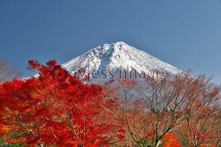 秋の富士山 ストックフォトの定額制ペイレスイメージズ