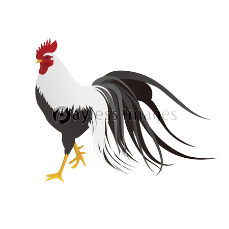 鶏の写実イラスト 酉年 年賀素材 ストックフォトの定額制ペイレス