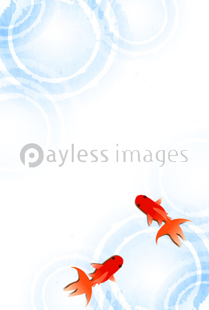 金魚 暑中見舞い 夏 背景 ストックフォトの定額制ペイレスイメージズ