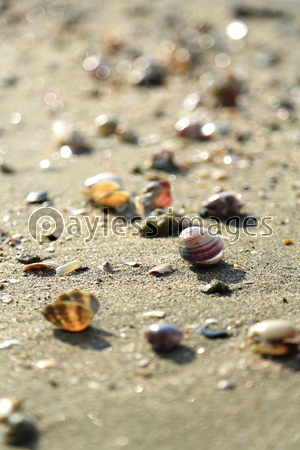 砂浜の貝殻 ストックフォトの定額制ペイレスイメージズ