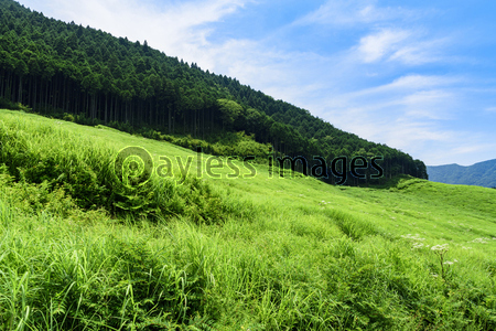 仙石原すすき草原 夏 箱根 商用利用可能な写真素材 イラスト素材ならストックフォトの定額制ペイレスイメージズ