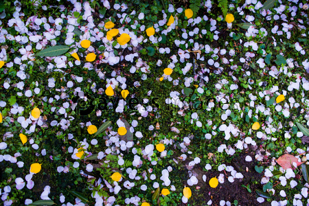 苔むした地面に落ちている桜の花びら ストックフォトの定額制ペイレスイメージズ