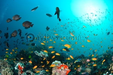 モルディブの魚影 ストックフォトの定額制ペイレスイメージズ