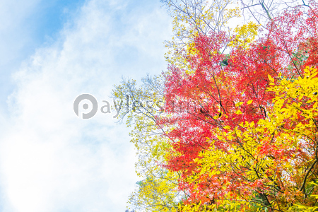 最高のイラスト画像 新鮮な紅葉 風景 イラスト