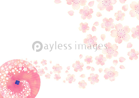 桜と和傘 ストックフォトの定額制ペイレスイメージズ