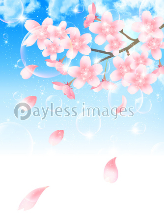 桜 春 花 背景の写真 イラスト素材 Xf3115210532 ペイレスイメージズ