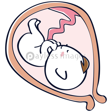 子宮の中の赤ちゃん 胎児 臨月 商用利用可能な写真素材 イラスト素材ならストックフォトの定額制ペイレスイメージズ
