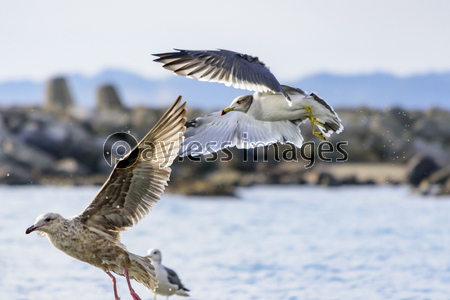 飛び立つ瞬間のカモメ 海鳥 2羽 商用利用可能な写真素材 イラスト素材ならストックフォトの定額制ペイレスイメージズ