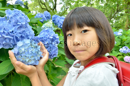 アジサイと小学生の女の子 梅雨 商用利用可能な写真素材 イラスト素材ならストックフォトの定額制ペイレスイメージズ