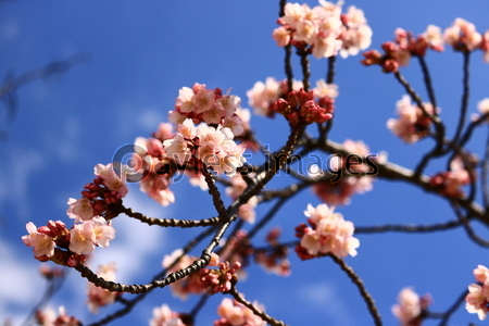 蜂須賀桜と青空