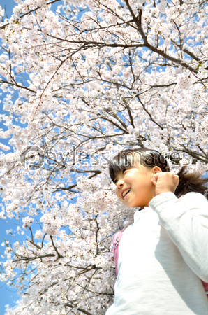 桜と小学生の女の子 ストックフォトの定額制ペイレスイメージズ