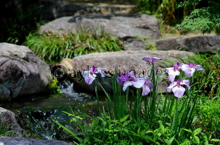 水辺に咲くアヤメの花 商用利用可能な写真素材 イラスト素材ならストックフォトの定額制ペイレスイメージズ