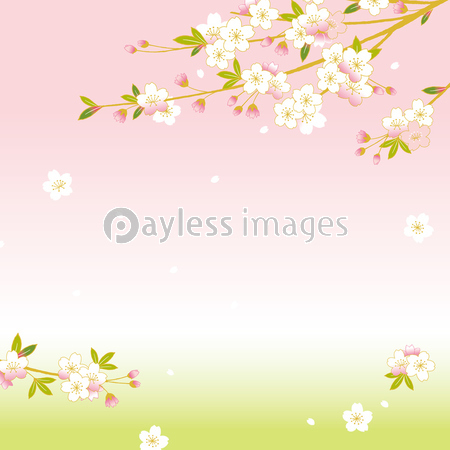 桜 背景イラスト 商用利用可能な写真素材 イラスト素材ならストックフォトの定額制ペイレスイメージズ