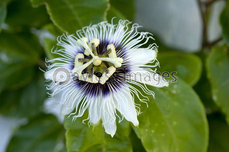 パッションフルーツの花 果物時計草 商用利用可能な写真素材 イラスト素材ならストックフォトの定額制ペイレスイメージズ