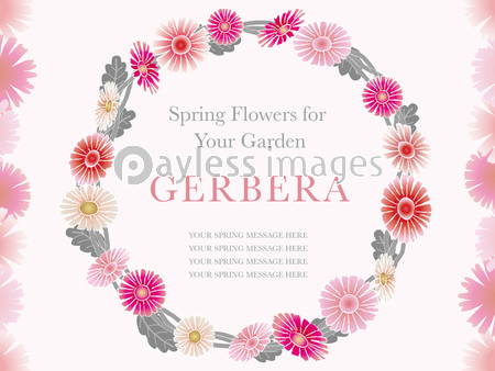 春の花のフレーム ガーベラ ストックフォトの定額制ペイレスイメージズ