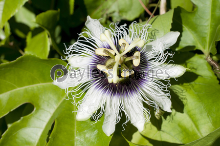 パッションフルーツの花 果物時計草 商用利用可能な写真素材 イラスト素材ならストックフォトの定額制ペイレスイメージズ