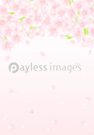 サクラの花のアーチ 花吹雪 イラスト ストックフォトの定額制