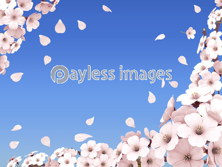 花びら舞い散る桜フレームの写真 イラスト素材 Xf6295259178