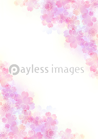 ロイヤリティフリー 桜 壁紙 イラスト 写真素材 フォトライブラリー