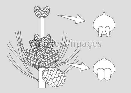 裸子植物 松 図 ストックフォトの定額制ペイレスイメージズ