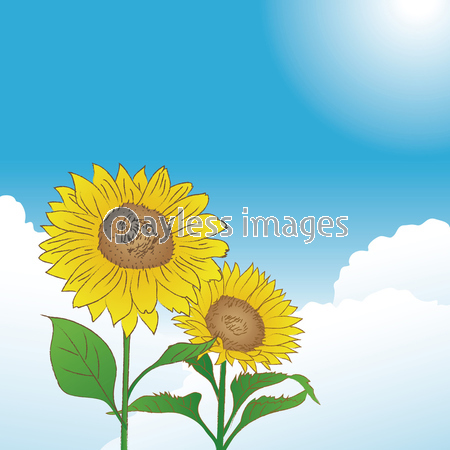 青空とひまわりの花 夏のイメージ 商用利用可能な写真素材 イラスト素材ならストックフォトの定額制ペイレスイメージズ