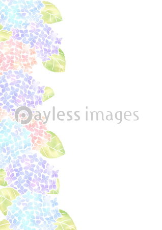 美しい花の画像 ユニーク紫陽花 壁紙 イラスト