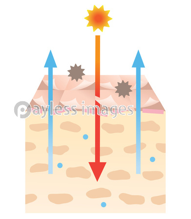 乾燥肌 断面図 セラミド ストックフォトの定額制ペイレスイメージズ