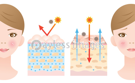 ラメラ構造 肌の断面図 商用利用可能な写真素材 イラスト素材ならストックフォトの定額制ペイレスイメージズ