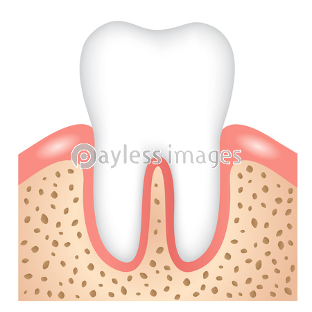 健康な歯 断面図 ストックフォトの定額制ペイレスイメージズ